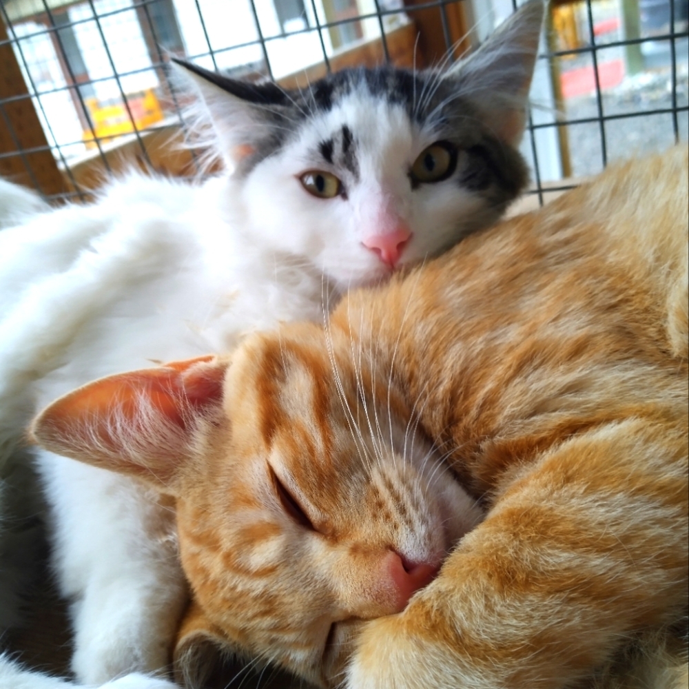 Shelter kitties 9/27